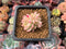 Echeveria 'Mebina' Variegated 1" Small Succulent Plant