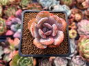 Echeveria 'Cream Tea' 2" Powdery Succulent Plant