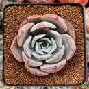 Echeveria 'Rastin' 2" Succulent Plant