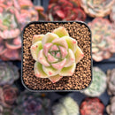Echeveria 'Gold Quartz' 1" Small Succulent Plant