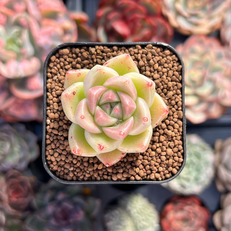 gold succulent plant Echeveria 'Gold Quartz' 1" Small Succulent Plant