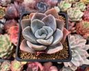 Echeveria 'Bambino' 3" Succulent Plant
