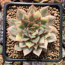 Echeveria 'Esther' Variegated 2"-3" Succulent Plant