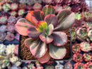 Echeveria 'Primadonna' Variegated 2"-3" Succulent Plant