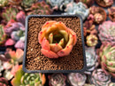 Echeveria Agavoides sp. 2" Succulent Plant