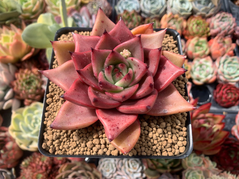 romeo succulent for sale Echeveria Agavoides 'Romeo' 4" Succulent Plant – True Succulents Plant Co