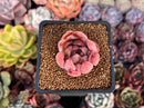 Echeveria Hybrid sp. 1"-2" Succulent Plant