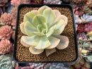 Echeveria Runyonii Variegated (Aka Echeveria 'Akaihosi' Variegated) 3" Succulent Plant