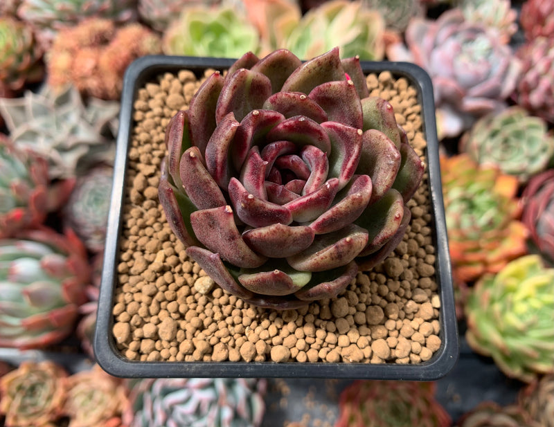 blood rose succulent Echeveria Agavoides 'Black Rose' 2"-3" Succulent Plant – True Succulents Plant Co