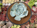 Echeveria 'Dealis' 3"-4" Powdery Succulent Plant