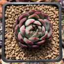 Echeveria 'Icoiris' 1" Succulent Plant