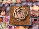 Echeveria 'Kisses' 2" Succulent Plant