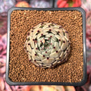 Echeveria 'Primavera' 1" Succulent Plant