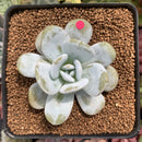 Echeveria 'Laui' 2"-3" Powdery Succulent Plant