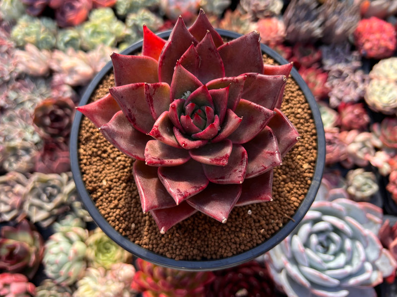 red star succulent Echeveria Agavoides 'Flower Star' 4" Succulent Plant – True Succulents Plant Co