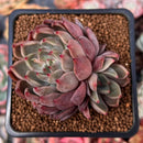 Echeveria Agavoides 'Magic Plot' 2" Cluster Succulent Plant