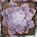 Echeveria 'Missing You' 3" Succulent Plant