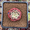 Echeveria 'Belladona' 1" Succulent Plant