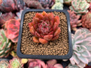 Echeveria Agavoides sp. 1" Small Succulent Plant