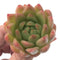 Echeveria Agavoides 'Pink Maria' Hybrid Succulent Plant