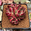 Echeveria Agavoides 'Quanzar' 2"-3" Cluster Succulent Plant