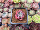 Echeveria sp. 1" Succulent Plant