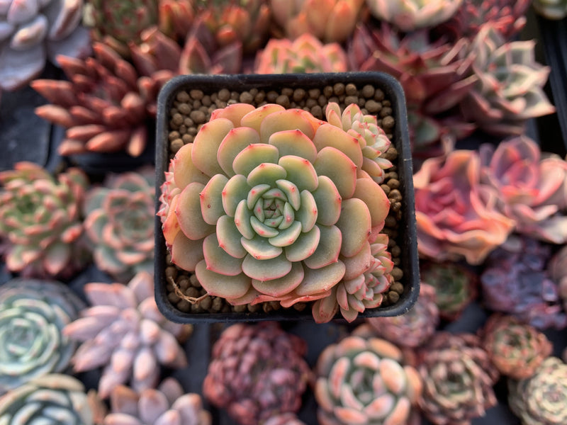 where can i buy rare succulents Echeveria 'Sugar Baby' 1” Rare Succulent Plant – True Succulents Plant Co