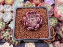 Echeveria Agavoides 'Magic Plot' 1" Succulent Plant