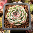 Echeveria 'Essence' 1" Succulent Plant