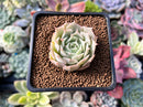 Echeveria 'Love Wave' Hybrid of 'Simulans' x 'Captain Hayes' 1" New Hybrid Succulent Plant