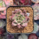 Echeveria 'Silver Prince' Variegated 1" (Expert Only) Succulent Plant