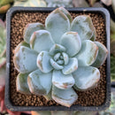 Echeveria 'Trumso' 1"-2" Powdery Succulent Plant