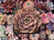 Echeveria 'Lucidum Roman' Variegated 2" Succulent Plant