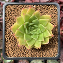 Echeveria Agavoides 'Francesca' Variegated 2" Succulent Plant