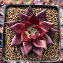 Echeveria Agavoides 'Luming' 2"-3" Succulent Plant