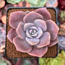 Echeveria 'Missing You' 2" Succulent Plant