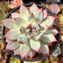 Echeveria 'Colorata' 4"-5" Large Succulent Plant