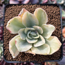 Echeveria 'Japan Moon River' Variegated 3" Succulent Plant