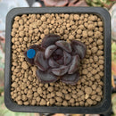 Echeveria 'Black Raccoon' New Hybrid 1" Succulent Plant
