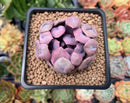 Echeveria 'Cupid' 2" Succulent Plant