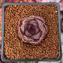 Echeveria 'Fushike' 1" Succulent Plant