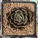 Echeveria Agavoides 'Rudolph' 2" Succulent Plant