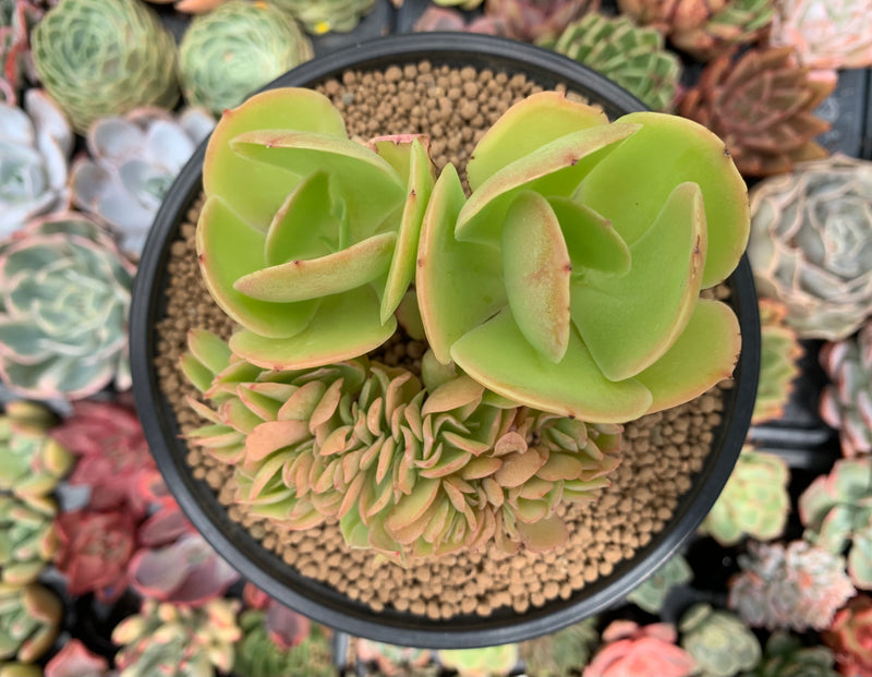 pallida succulent Echeveria 'Pallida' Crested 3