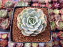Echeveria 'Bluette' Variegated 3" Succulent Plant