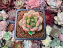 Echeveria 'Sherin' 1"-2" Succulent Plant