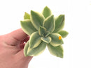 Graptoveria Fred Ives Variegated 3” Rare Succulent Plant
