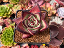 Echeveria Agavoides sp. 3" Extra Wide Leaf Succulent Plant