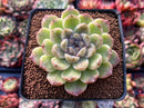 Echeveria Agavoides 'Amethyst' 3" Succulent Plant