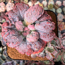 Echeveria 'Linguas' 6" Large Cluster Succulent Plant