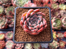 Echeveria 'Fresco' 2" New Hybrid Succulent Plant